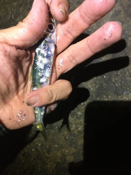 イワシの大群がいるのに釣れない